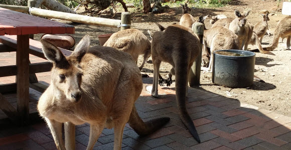 kangaroos1